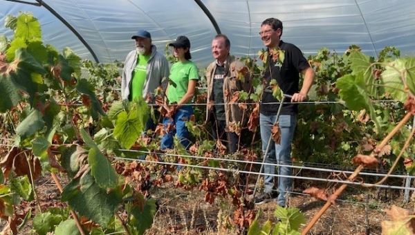 Yvorne Grandeur Nature étudie l'impact de la sécheresse sur son vignoble